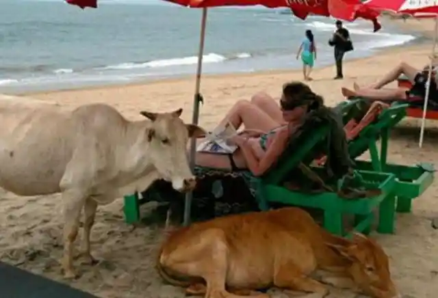 Cows Can Relax Too!
